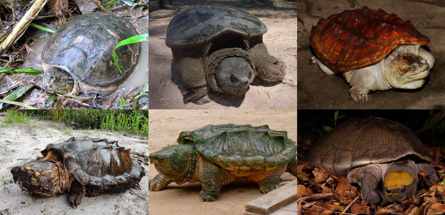 カミツキガメ科（2属5種）・メキシコカワガメ科（1属1種）